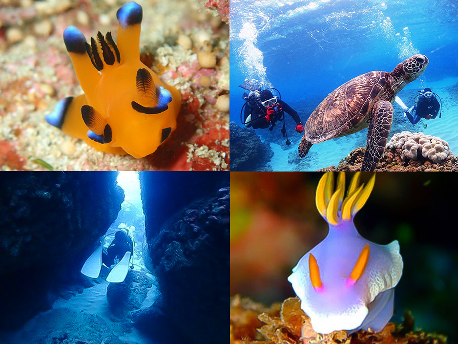 太平洋の生物たち