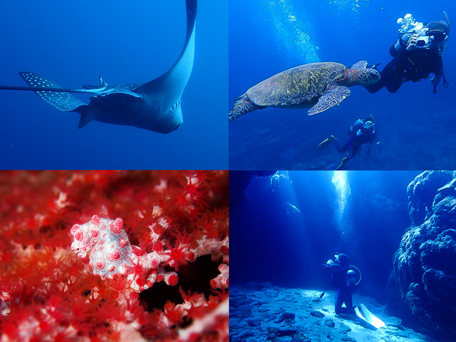 東シナ海中部の生物たち