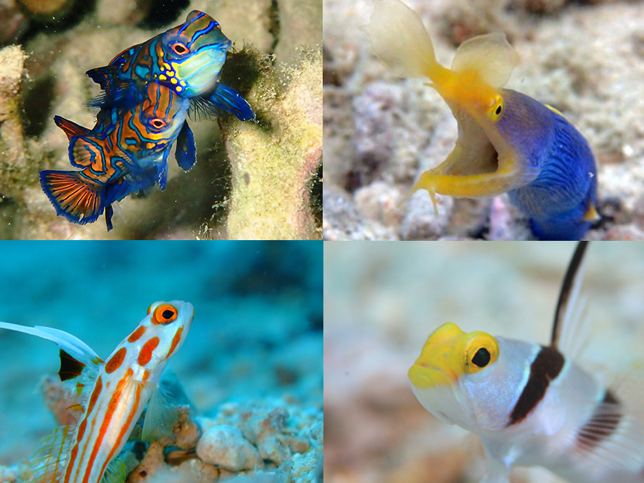 東シナ海北部の生物たち