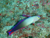 海の生き物