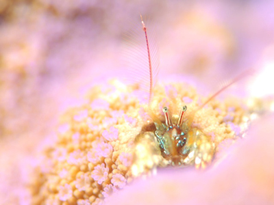 海の生き物
